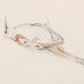 Nature Morte