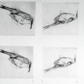 Schets 6